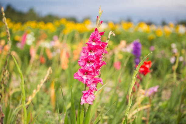 近代的な集合住宅、白いファサード、ドイツ - gladiolus orange flower isolated ストックフォトと画像