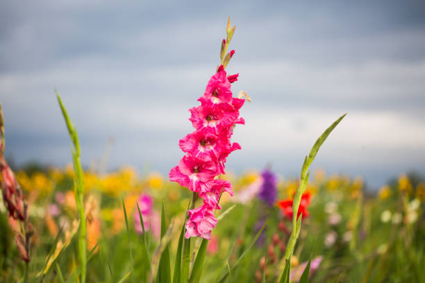 ピッキング、フィールドをグラジオラス - gladiolus orange flower isolated ストックフォトと画像