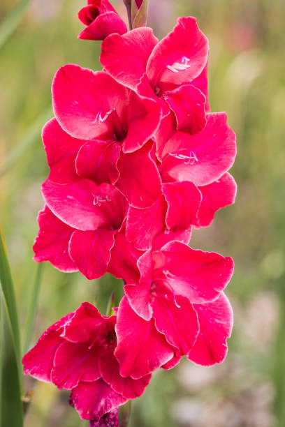 gladioli na polu do zbierania, - gladiolus orange flower isolated zdjęcia i obrazy z banku zdjęć