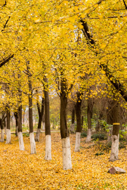 istock Ginkgo trees in autumn 845058354