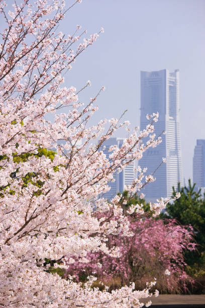istock The landmark tower Vista 845064282