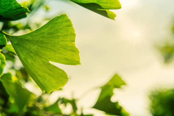 folhas de ginko no backlit - ginkgo ginkgo tree chinese medicine ayurveda - fotografias e filmes do acervo