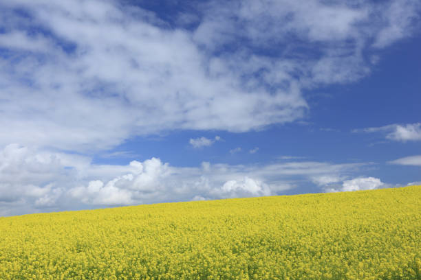 istock The flowers and towering cloud in summer 845070942
