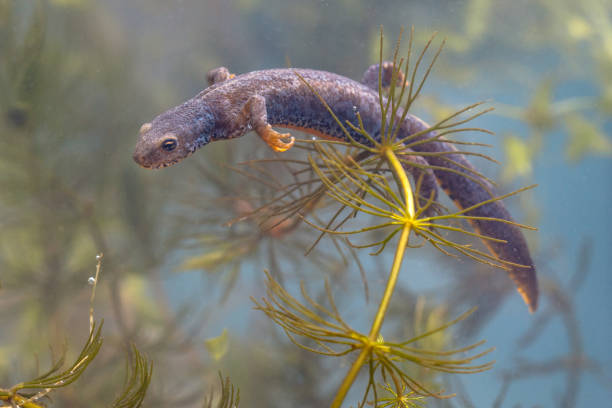 istock Submersed Male Alpine Newt 845073572