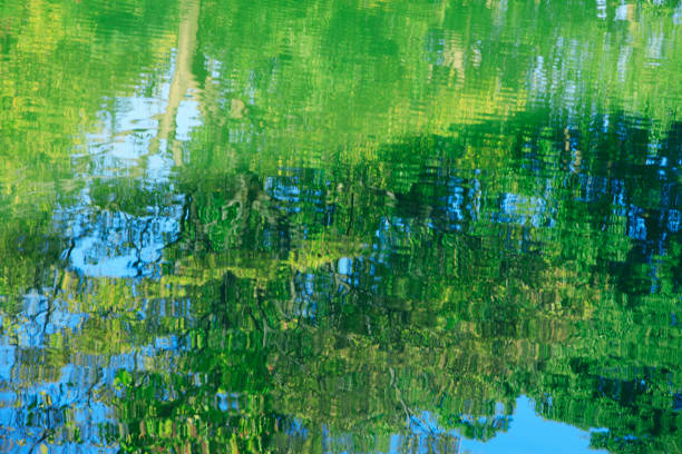 istock Trees reflected in the surface of the water 845073826