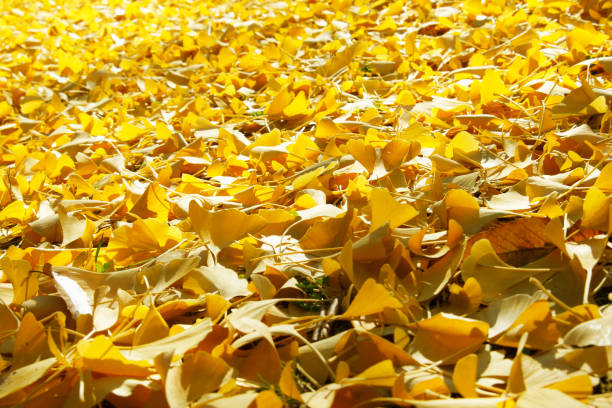 istock Ginkgo biloba leaves 845074932