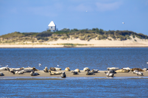 Seals on a sandbank in the wadden sea