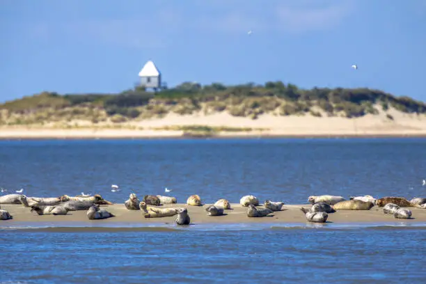 Seals on a sandbank near uninhabited Rottumerplaat island in the Wadden sea