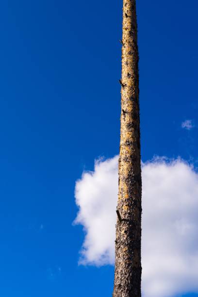 Log pile, blue sky and cloud