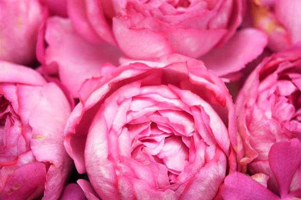 istock Bouquet of roses 845078068