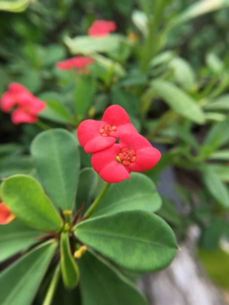 istock red Euphorbia milli flower 845085064