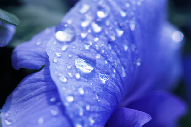 istock Pansy and drops of water 845085322