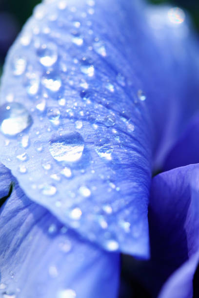 Pansy and drops of water