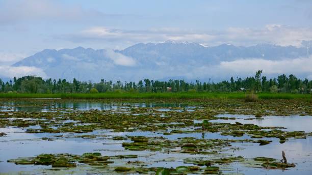istock Dal Lake in Kashmir 845085558