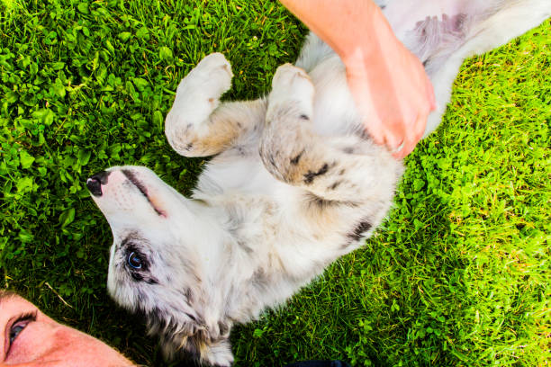 istock self portrait with blue merle border collie pup 845085594