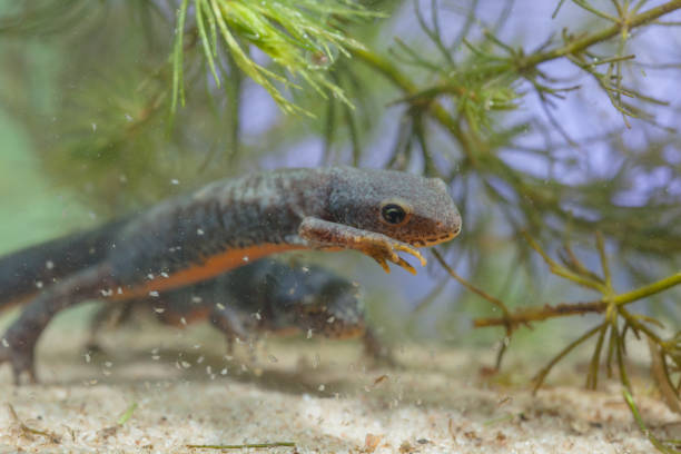 istock Swimming Female Alpine Newt 845093720