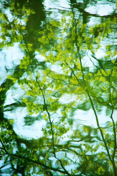 istock Fresh green leaves in the water 845093816