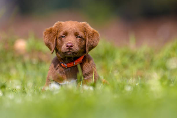 istock Little dog sitting in the garden 845095430