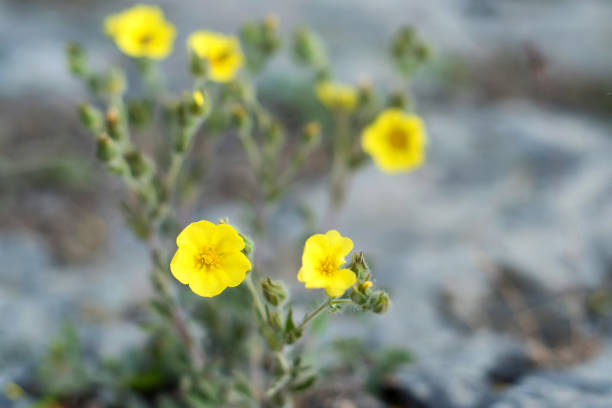 istock Cultivar shrubby cinquefoil or Dasiphora fruticosa 845096288