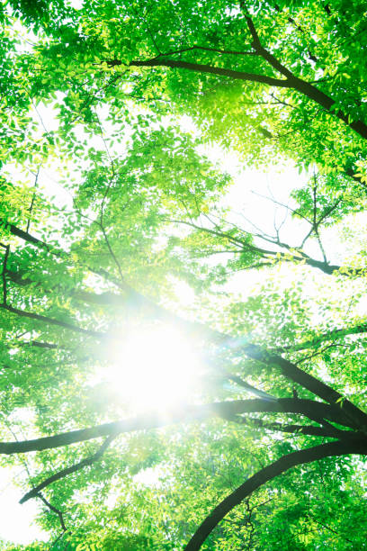 istock Leaf of the fresh green 845096756