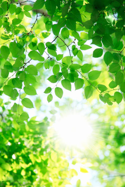 istock Leaf of the fresh green 845096820