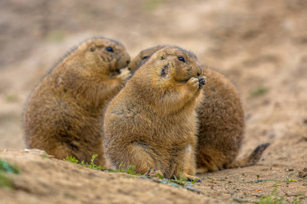 istock Group of Cute prairie dogs  feeding 845097390