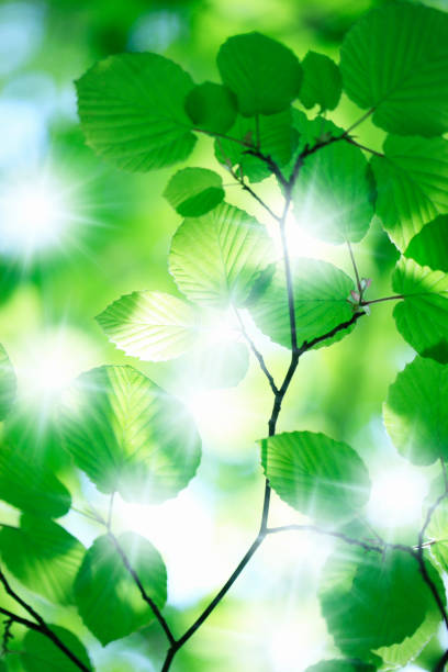 istock Leaf of the fresh green 845097416