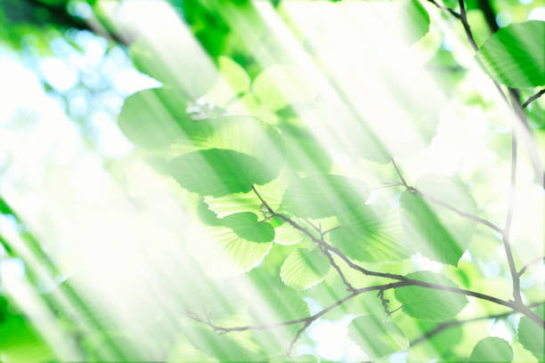 istock Leaf of the fresh green 845097434