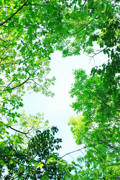 istock Leaf of the fresh green 845097474