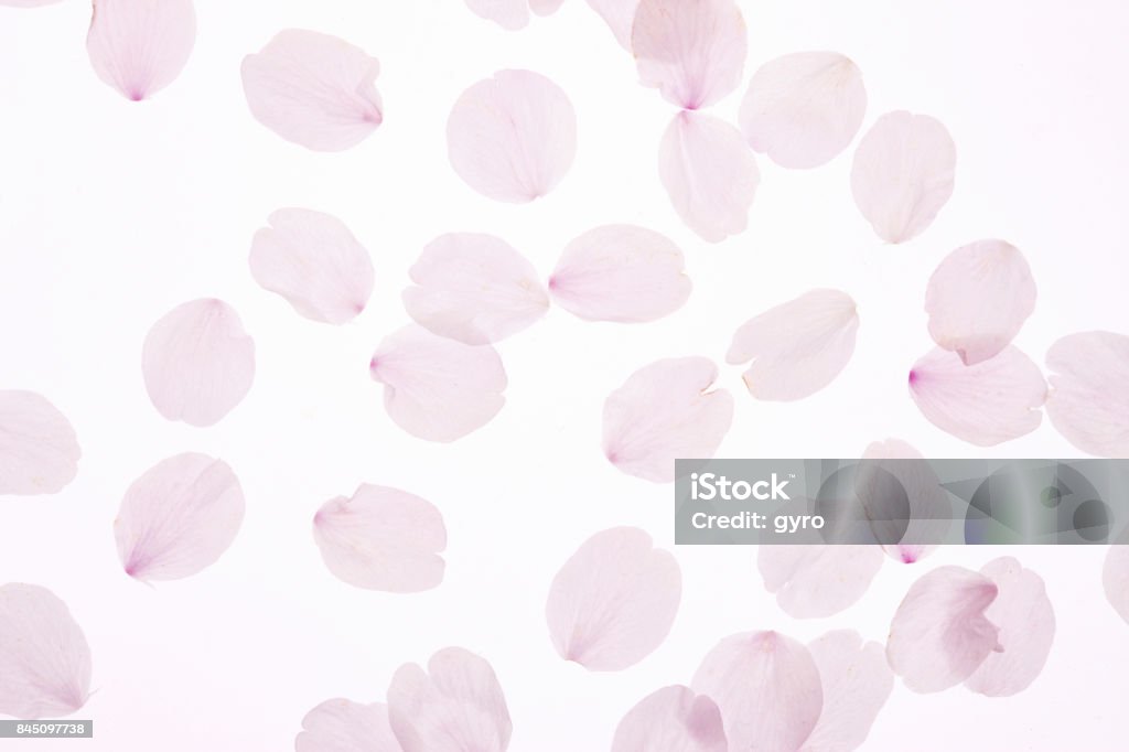 Kirschblüten Blütenblätter - Lizenzfrei Blütenblatt Stock-Foto