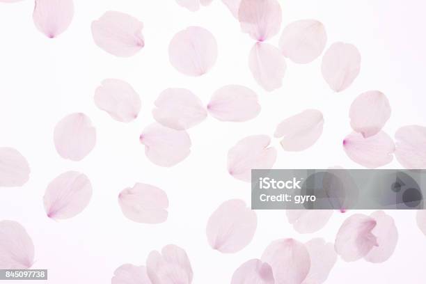 Kirschblüten Blütenblätter Stockfoto und mehr Bilder von Blütenblatt - Blütenblatt, Kirschbaum, Material
