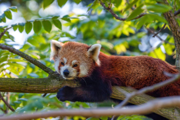 istock Cute red panda or Ailurus fulgens on tree 845097846