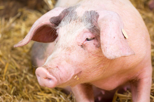 istock Portrait of a gloucester old spot pig 845097892