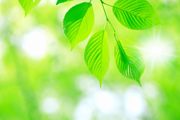 istock Leaf of the fresh green 845102706