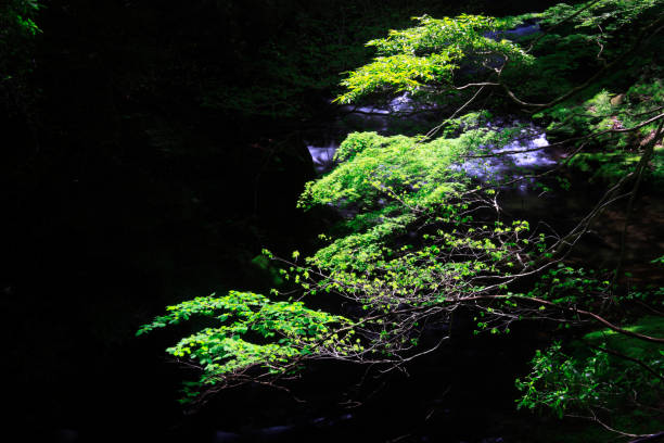 istock Akame 48 waterfalls ravine 845102882