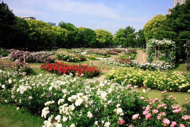 istock Utsubo Park rose garden 845102916