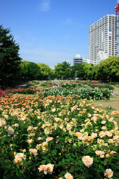istock Utsubo Park rose garden 845102930