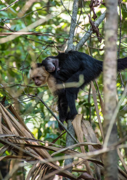 белоголовая обезьяна с младенцем - animals in the wild manuel antonio national park primate monkey стоковые фото и изображения