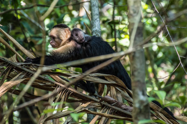 белоголовый обезьяна мама с ребенком в мануэль антонио - animals in the wild manuel antonio national park primate monkey стоковые фото и изображения