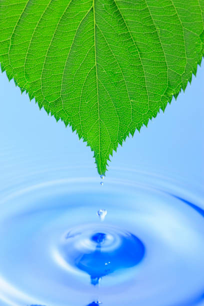 istock Fresh green leaves and water 845111576