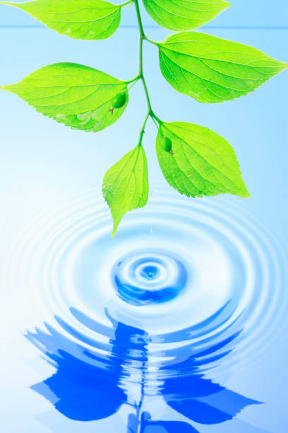 istock Fresh green leaves and water 845111642