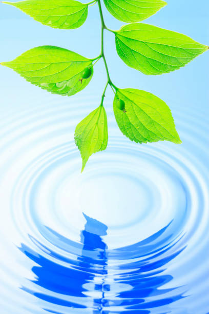 istock Fresh green leaves and water 845111662
