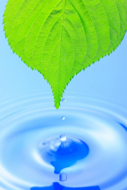 istock Fresh green leaves and water 845111700