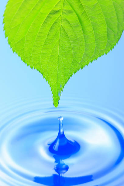 istock Fresh green leaves and water 845111708