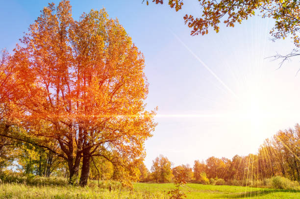 istock Autumn landscape. Big autumn oak 845111730