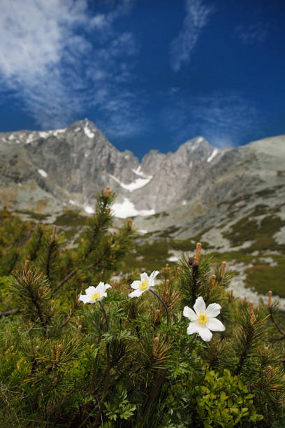 white flowers and  Lomnica Peak , High Tatras mountains of Slovakia