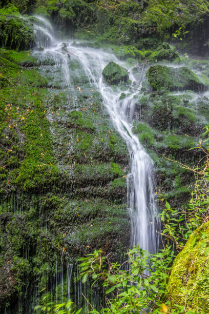 istock Small water current near Los Tilos waterfall 845118960