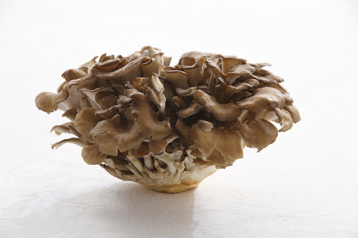 Maitake mushroom