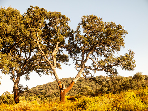 cork oaks in the natural park \