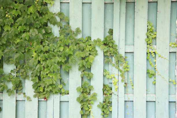 Green vine growing on a fence